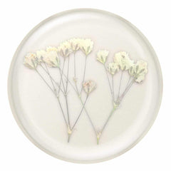 806775 PopGrip Pressed Flower Baby's Breath